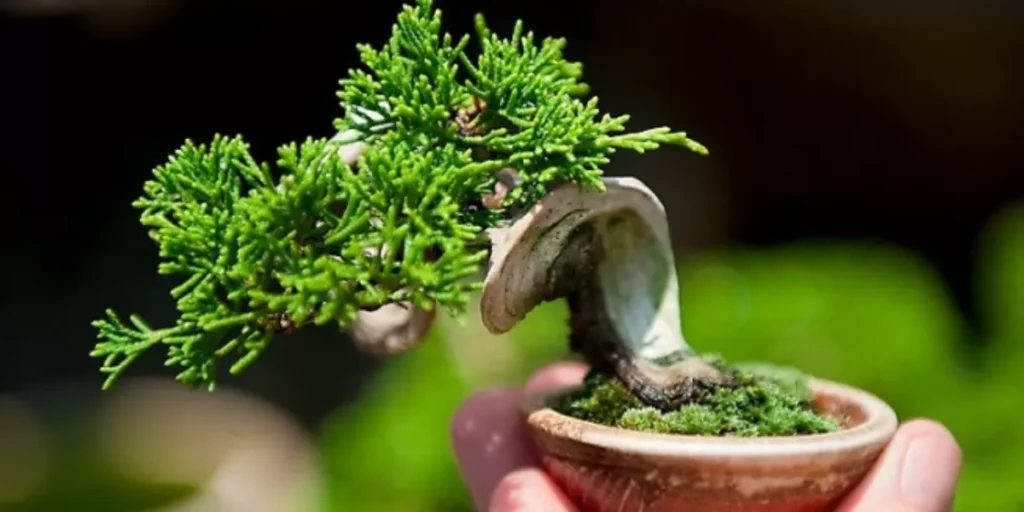 Pequeno-Bolsai-en-maseta